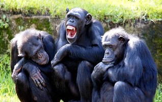 Lire la suite à propos de l’article Darwin : l’avis des singes